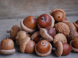 Acorns