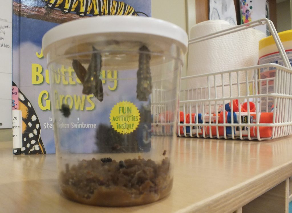 The Very Hungry Caterpillar - The Connection